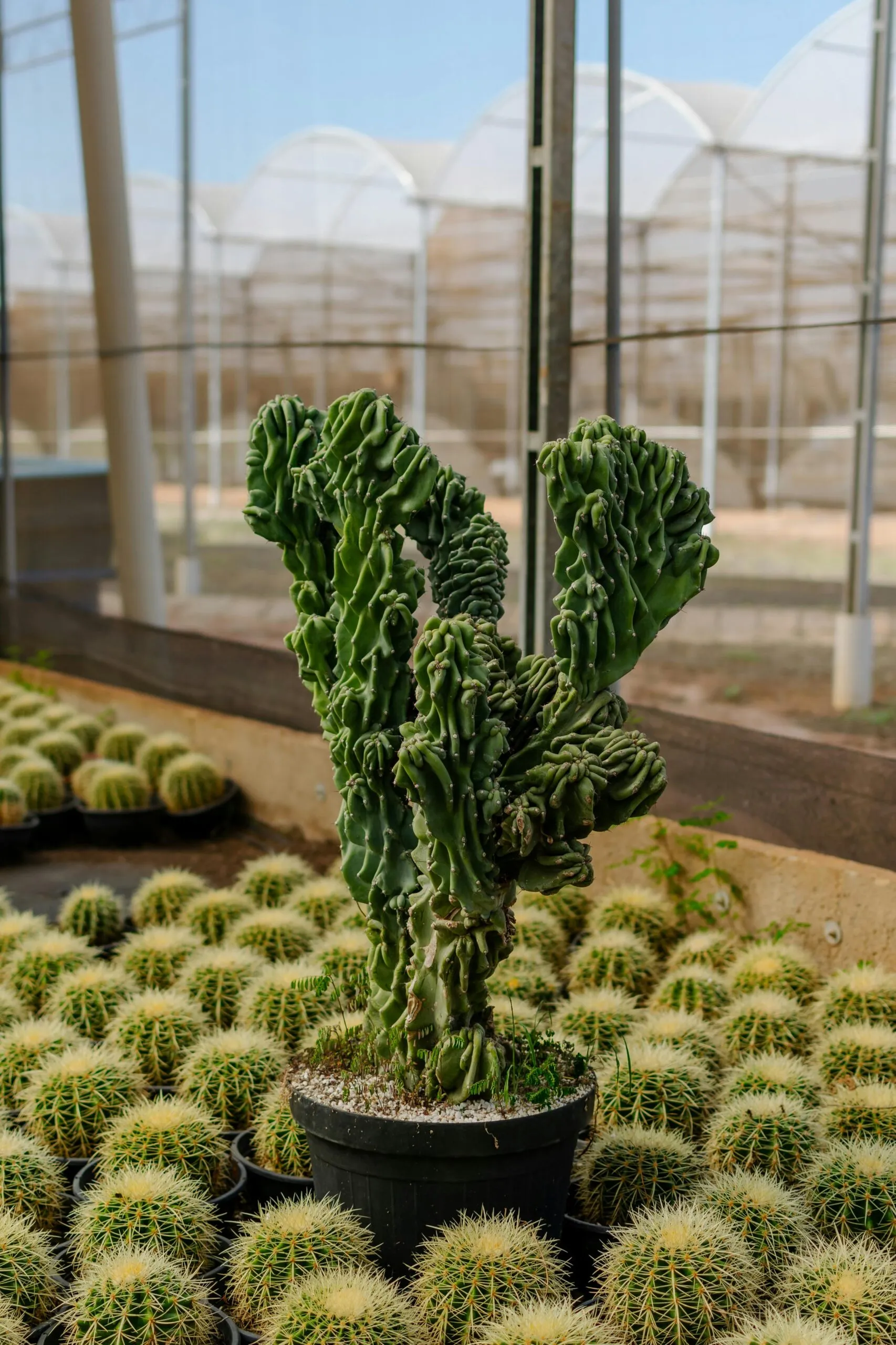 10 Plantas Exóticas que Só Encontramos no México