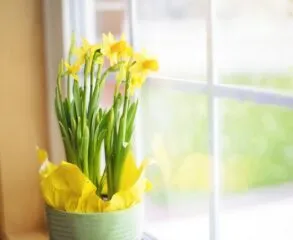 20 Dicas de Espécies de Plantas para Vasos Grandes