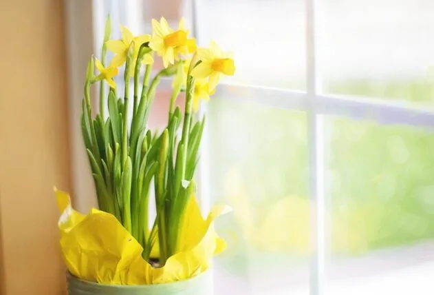 20 Dicas de Espécies de Plantas para Vasos Grandes