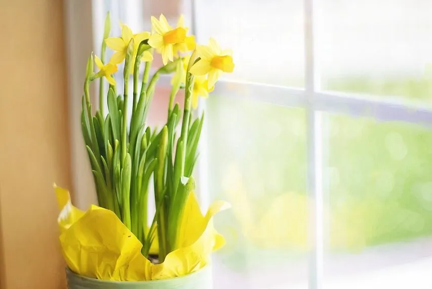 20 Dicas de Espécies de Plantas para Vasos Grandes 20 Dicas de Espécies de Plantas para Vasos Grandes