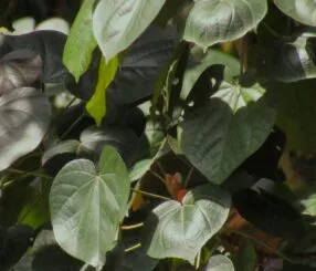 Como a maca peruana ajuda a combater a fadiga crônica