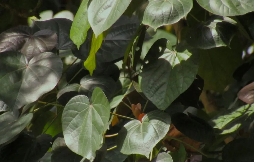 Como a maca peruana ajuda a combater a fadiga crônica