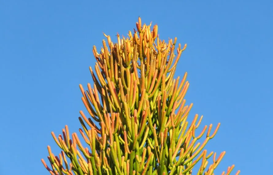 Efeito da Yucca Schidigera no controle de pragas e doenças em culturas específicas