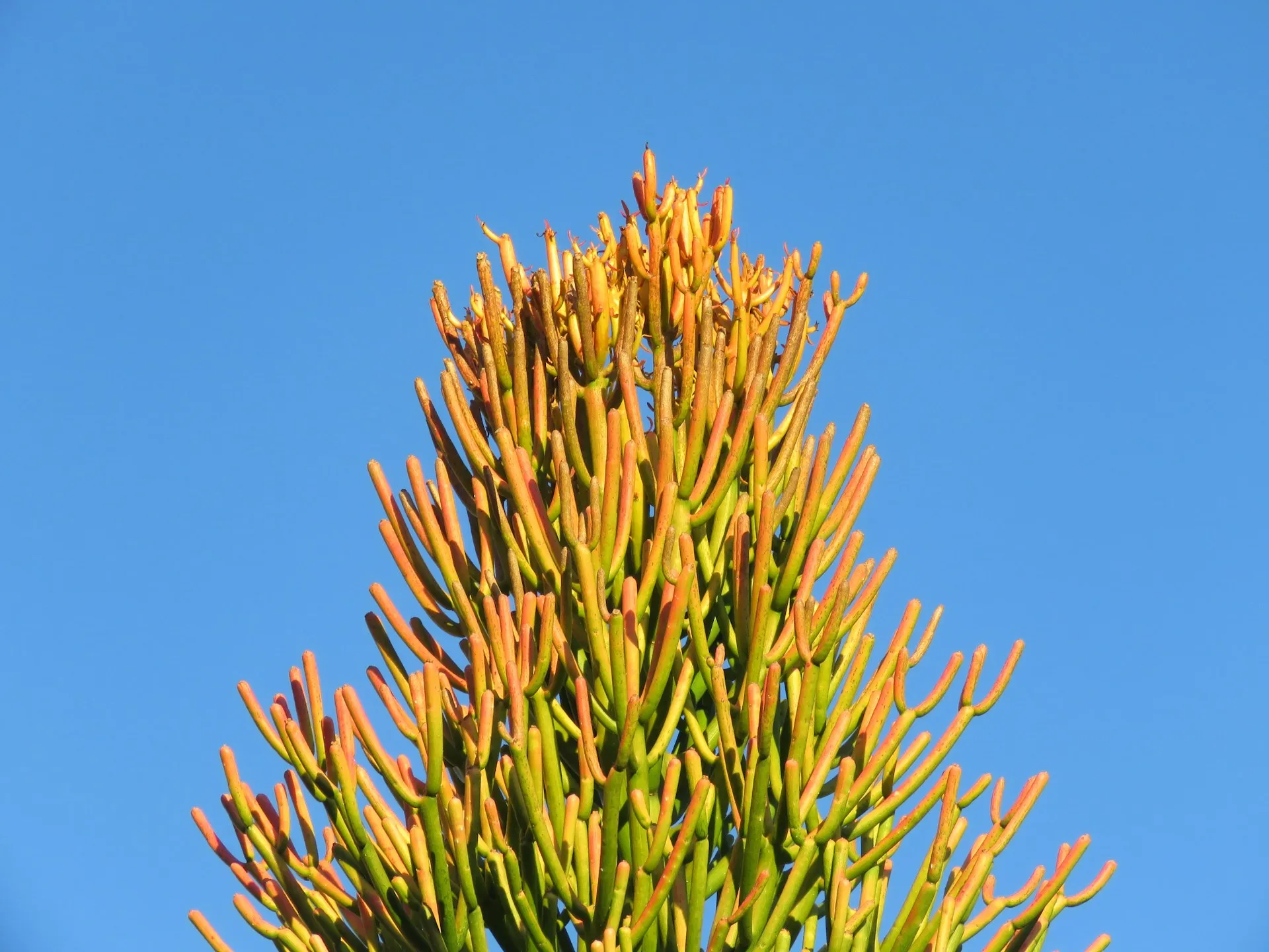 Efeito da Yucca Schidigera no controle de pragas e doenças em culturas específicas