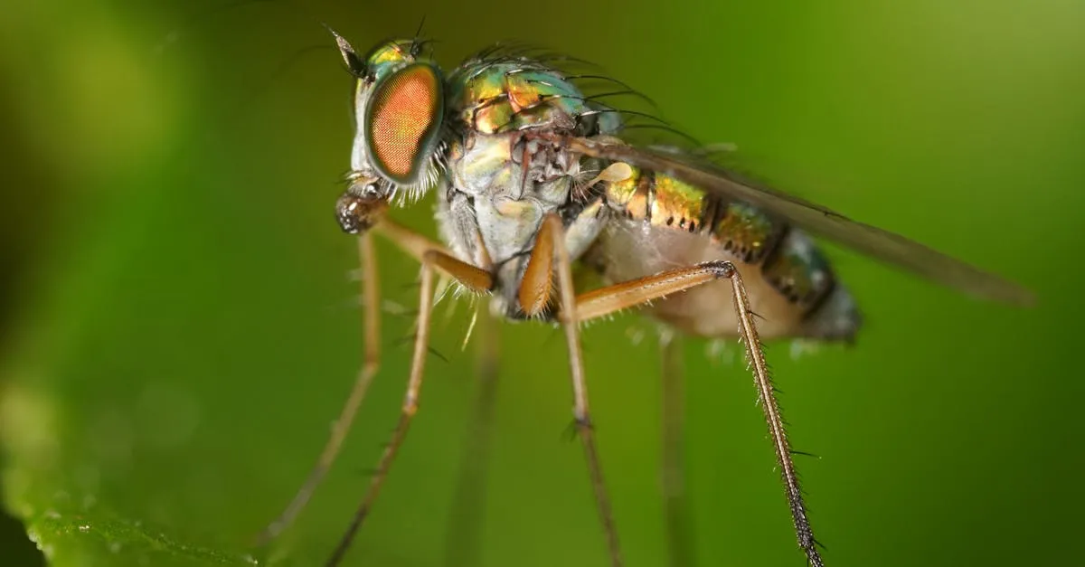 Mosca no quarto: descubra seu significado espiritual