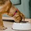 Ração ou comida para cachorro: qual é a melhor escolha?