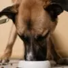 Como escolher ração para cachorro sem gastar muito