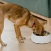 Ração para cachorro de porte pequeno: o que escolher e evitar