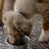 Ração para cachorro: marcas acessíveis que eles amam