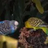 Descubra tudo sobre o periquito australiano e suas curiosidades