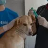 Veterinário em Guarulhos: onde encontrar ajuda urgente?