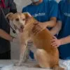 Encontre o veterinário ideal em São Paulo para seu pet