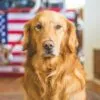 Como Entender e Melhorar o Comportamento do Seu Cão: Guia para Tutores