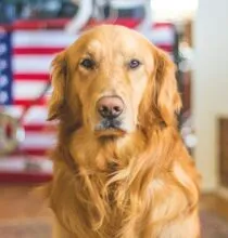 Como Entender e Melhorar o Comportamento do Seu Cão: Guia para Tutores
