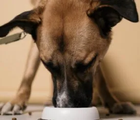 Como escolher ração para cachorro sem gastar muito