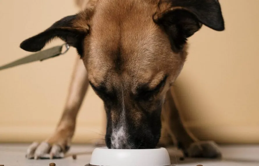 Como escolher ração para cachorro sem gastar muito