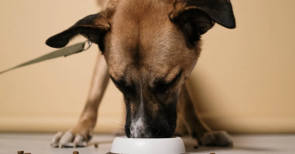 Como escolher ração para cachorro sem gastar muito