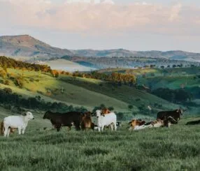 Descubra o encanto de um hotel fazenda em Minas Gerais