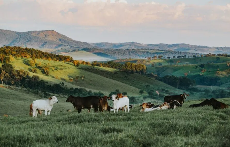 Descubra o encanto de um hotel fazenda em Minas Gerais