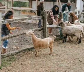Descubra o melhor hotel fazenda em São Paulo agora!