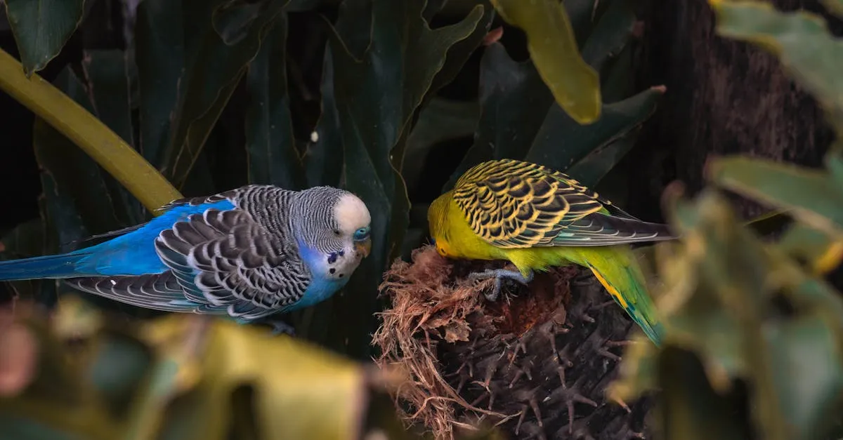 Descubra tudo sobre o periquito australiano e suas curiosidades
