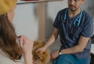 Encontre o veterinário em Guarulhos que seu pet merece
