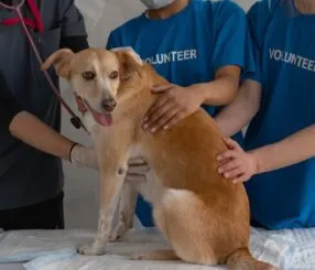 Encontre o veterinário ideal em São Paulo para seu pet