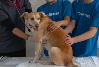Encontre o veterinário ideal em São Paulo para seu pet