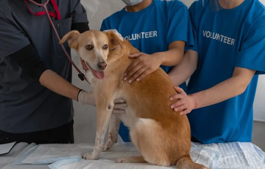 Encontre o veterinário ideal em São Paulo para seu pet