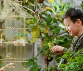 Periquito australiano: segredos para deixá-lo feliz Periquito australiano: segredos para deixá-lo feliz