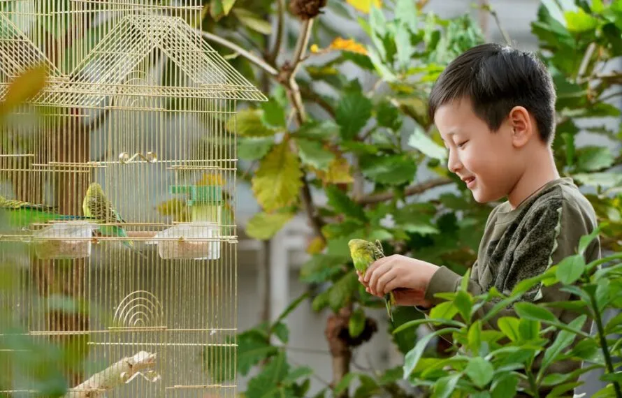 Periquito australiano: segredos para deixá-lo feliz Periquito australiano: segredos para deixá-lo feliz