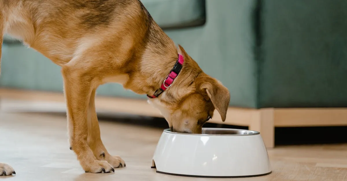Ração ou comida para cachorro: qual é a melhor escolha?