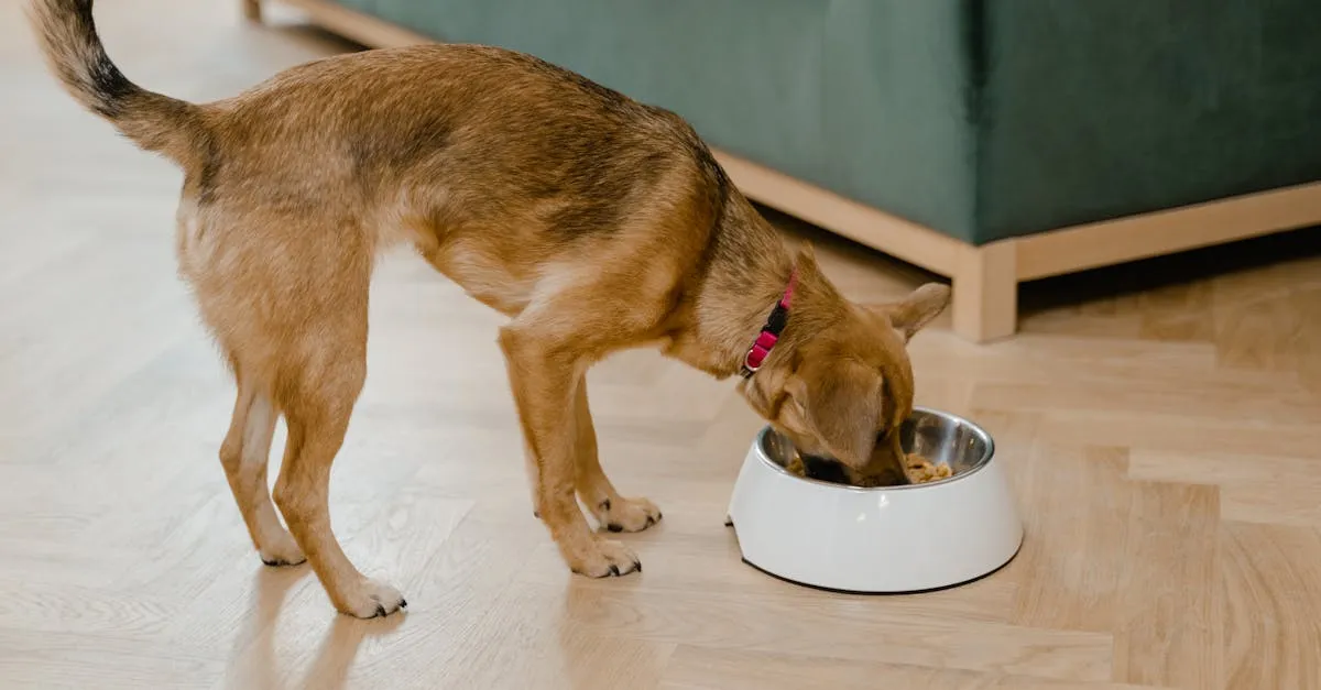 Ração para cachorro de porte pequeno: o que escolher e evitar