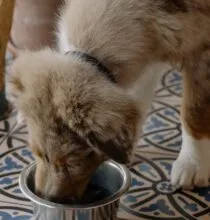 Ração para cachorro: marcas acessíveis que eles amam