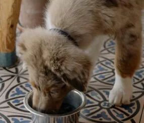 Ração para cachorro: marcas acessíveis que eles amam