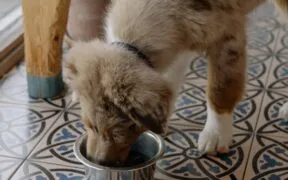 Ração para cachorro: marcas acessíveis que eles amam