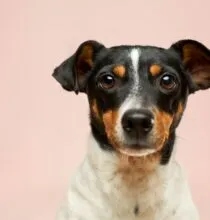 A Rotina Perfeita para um Cachorro Equilibrado