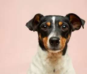 A Rotina Perfeita para um Cachorro Equilibrado