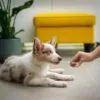Como Escolher o Melhor Plano de Saúde Veterinário para o Seu Pet