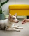Como Escolher o Melhor Plano de Saúde Veterinário para o Seu Pet