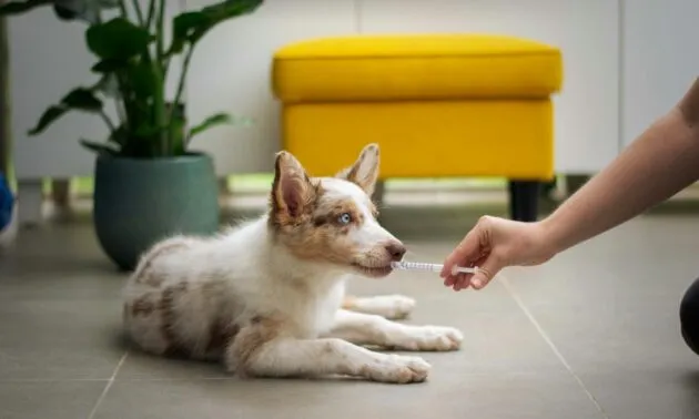 Como Escolher o Melhor Plano de Saúde Veterinário para o Seu Pet
