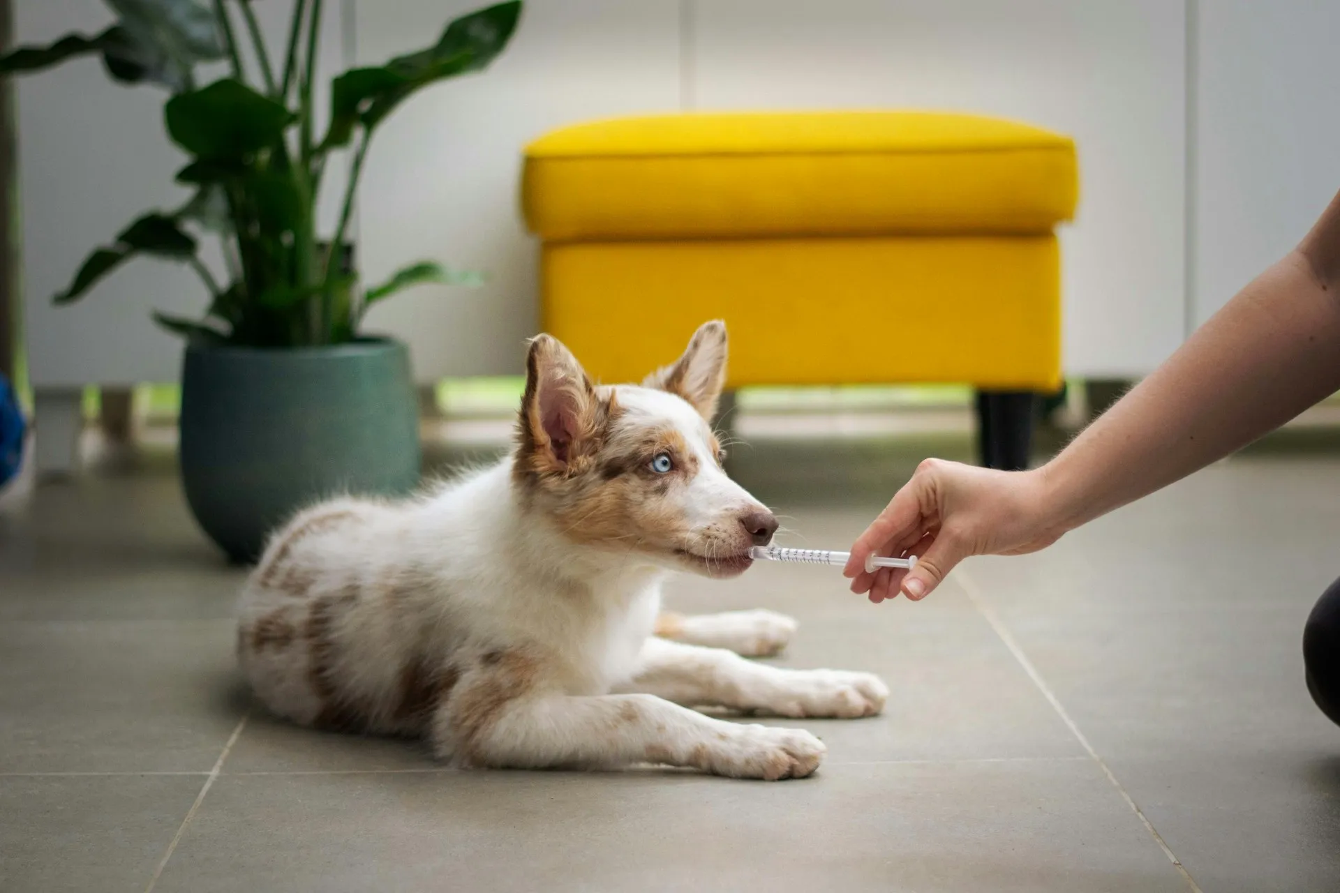 Como Escolher o Melhor Plano de Saúde Veterinário para o Seu Pet