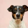 Imunidade do cachorro: como fortalecer as defesas naturais do seu pet