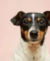 Imunidade do cachorro: como fortalecer as defesas naturais do seu pet