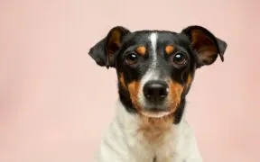 Imunidade do cachorro: como fortalecer as defesas naturais do seu pet