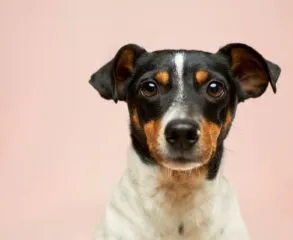 Imunidade do cachorro: como fortalecer as defesas naturais do seu pet