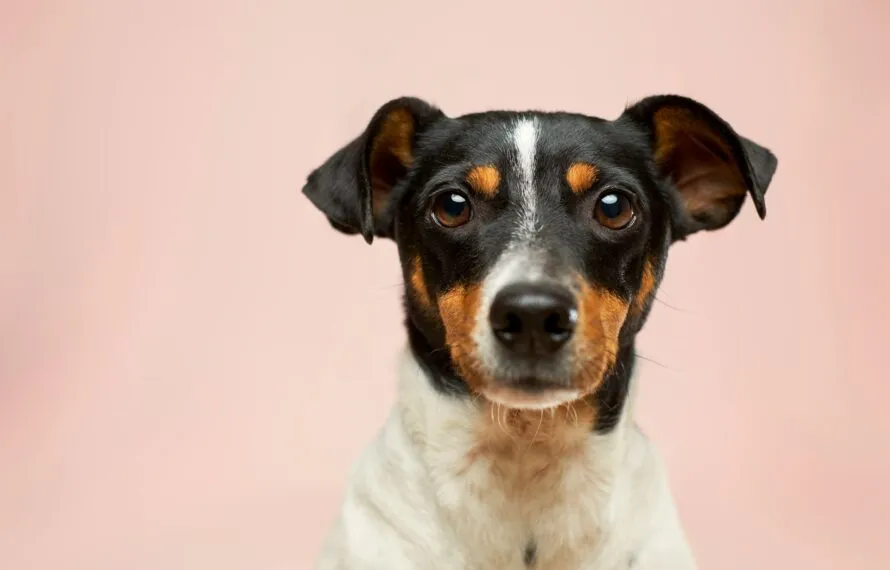 Imunidade do cachorro: como fortalecer as defesas naturais do seu pet