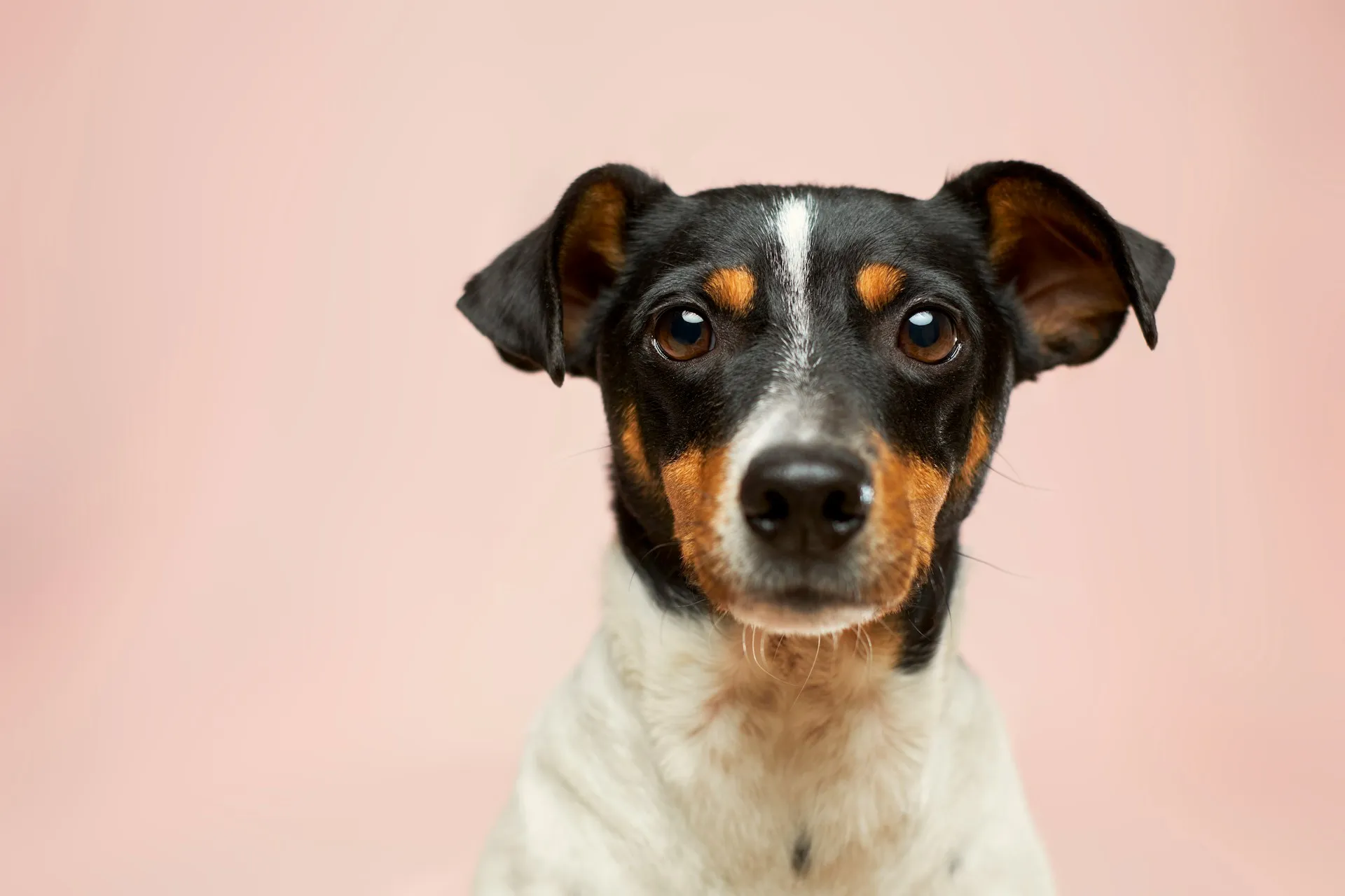 Imunidade do cachorro: como fortalecer as defesas naturais do seu pet
