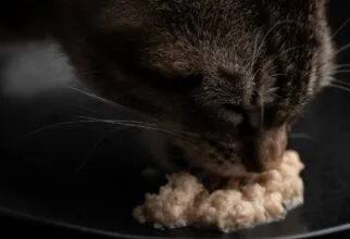 Por que o gato rejeita a ração? Entenda os principais motivos