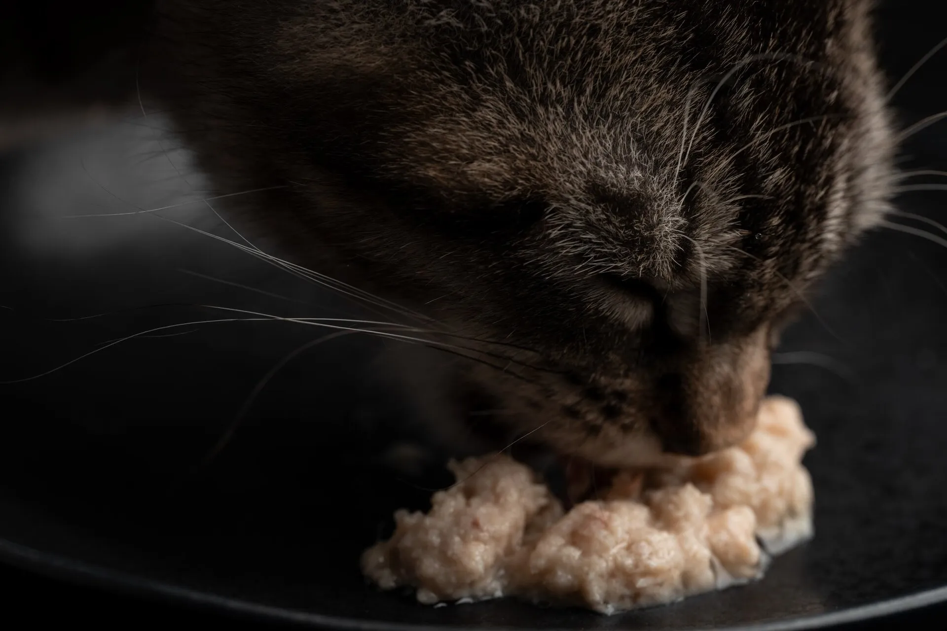 Por que o gato rejeita a ração? Entenda os principais motivos